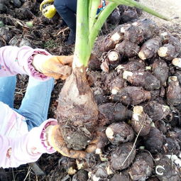 荔浦芋头6cm以上批发供应 产地直供，把握价格行情与优质商家
